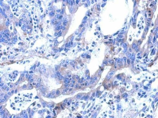 100uL Polyclonal antibody, ARFGAP2, host