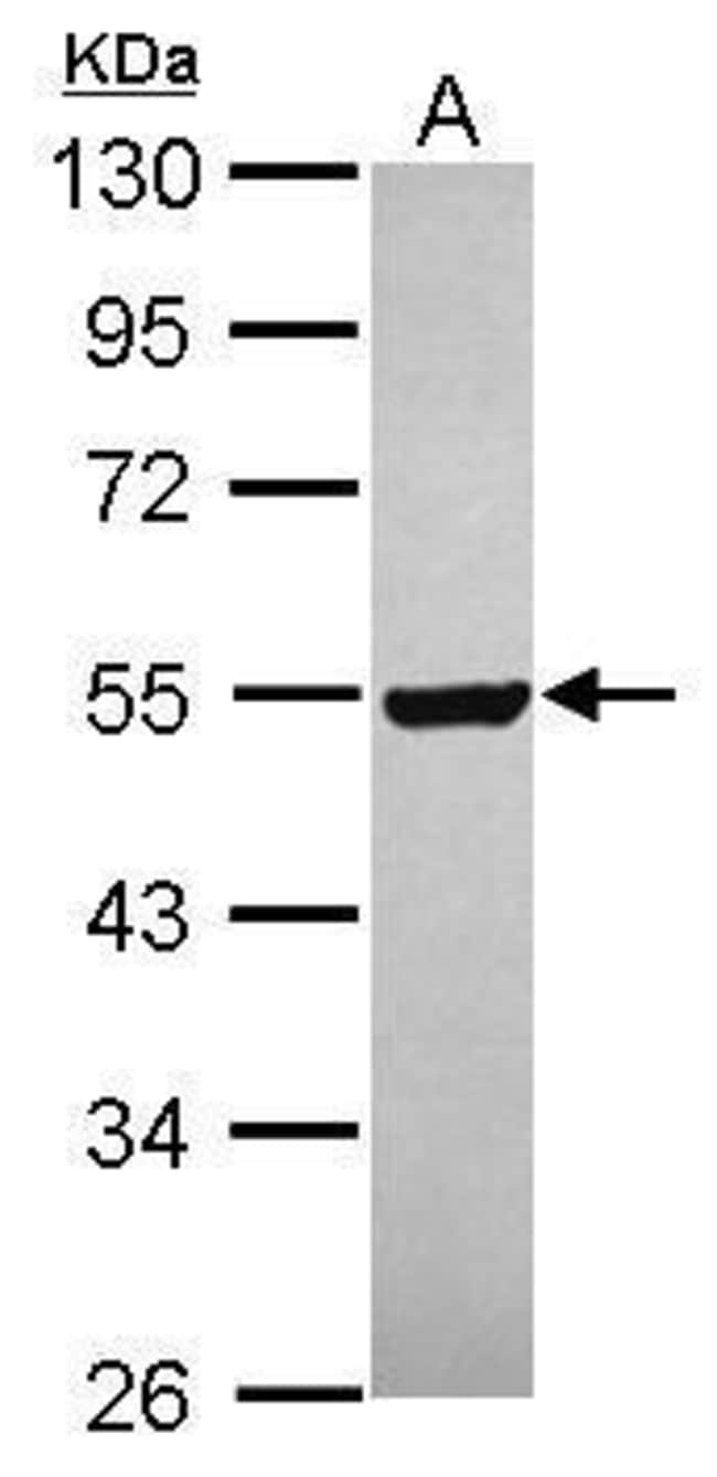 100uL Polyclonal antibody, GABPB2, host