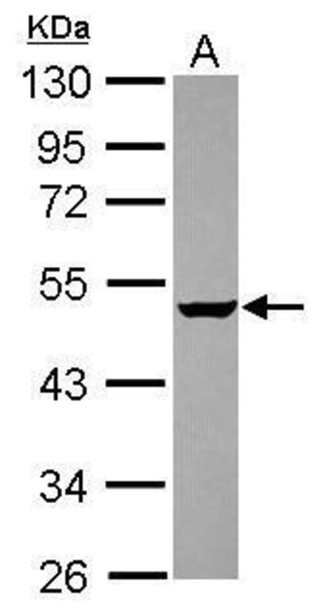 100uL Polyclonal antibody, GABPB2, host