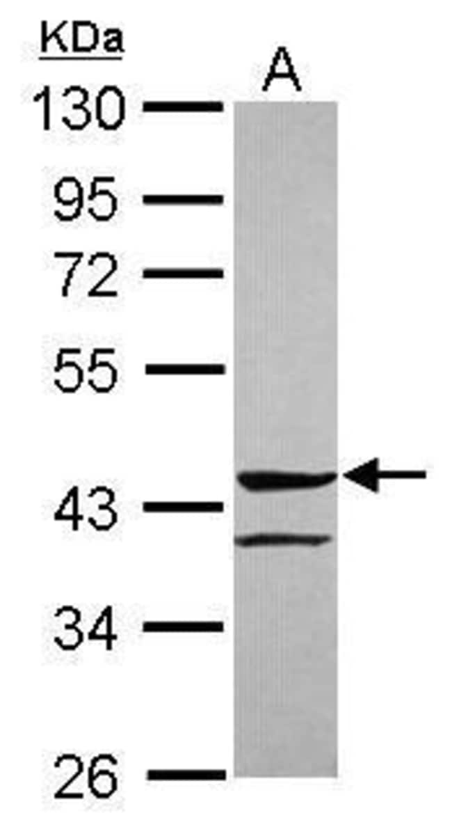 100uL Polyclonal antibody, ANGPTL5, host