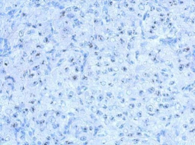 100uL Polyclonal antibody, SALF, host ra