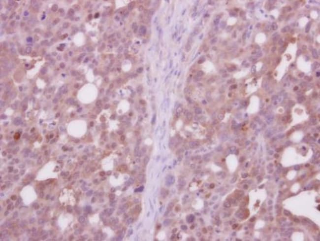 100uL Polyclonal antibody, CDC37L1, host