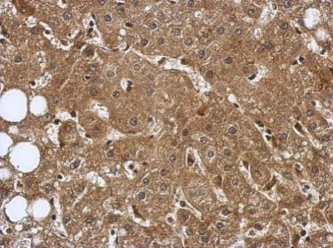 100uL Polyclonal antibody, GERP, host ra