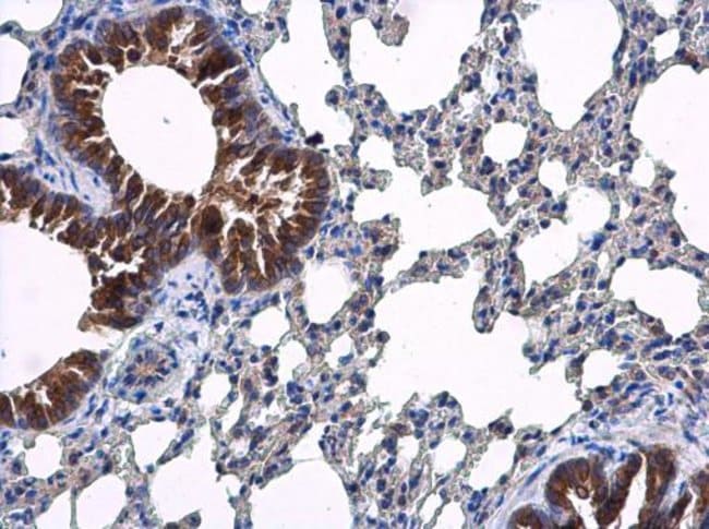 100uL Polyclonal antibody, ARF5, host ra