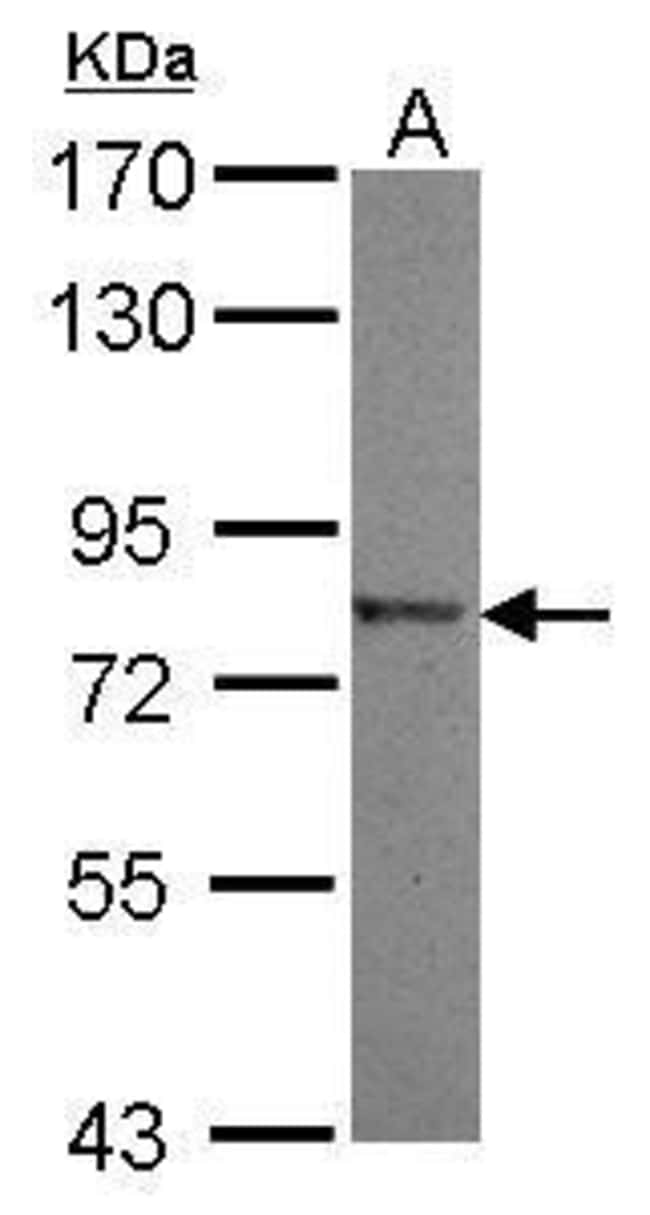 100uL Polyclonal antibody, NLN, host rab