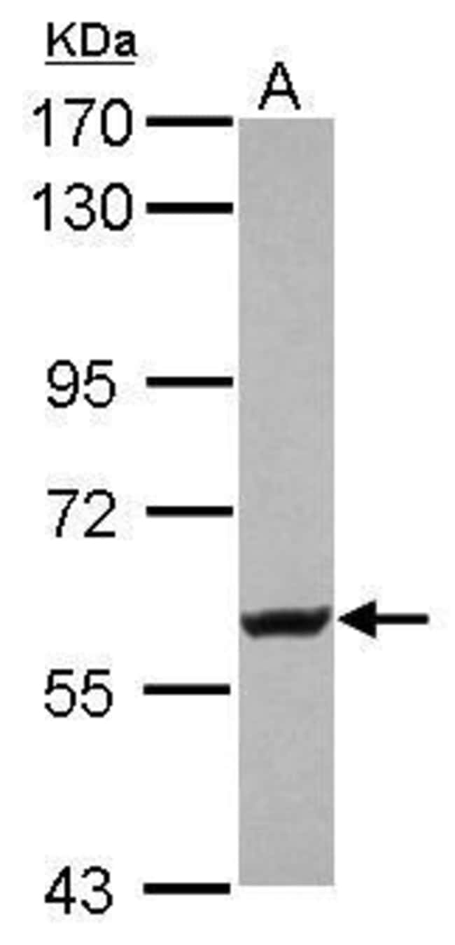 100uL Polyclonal antibody, Kv4.2, host r