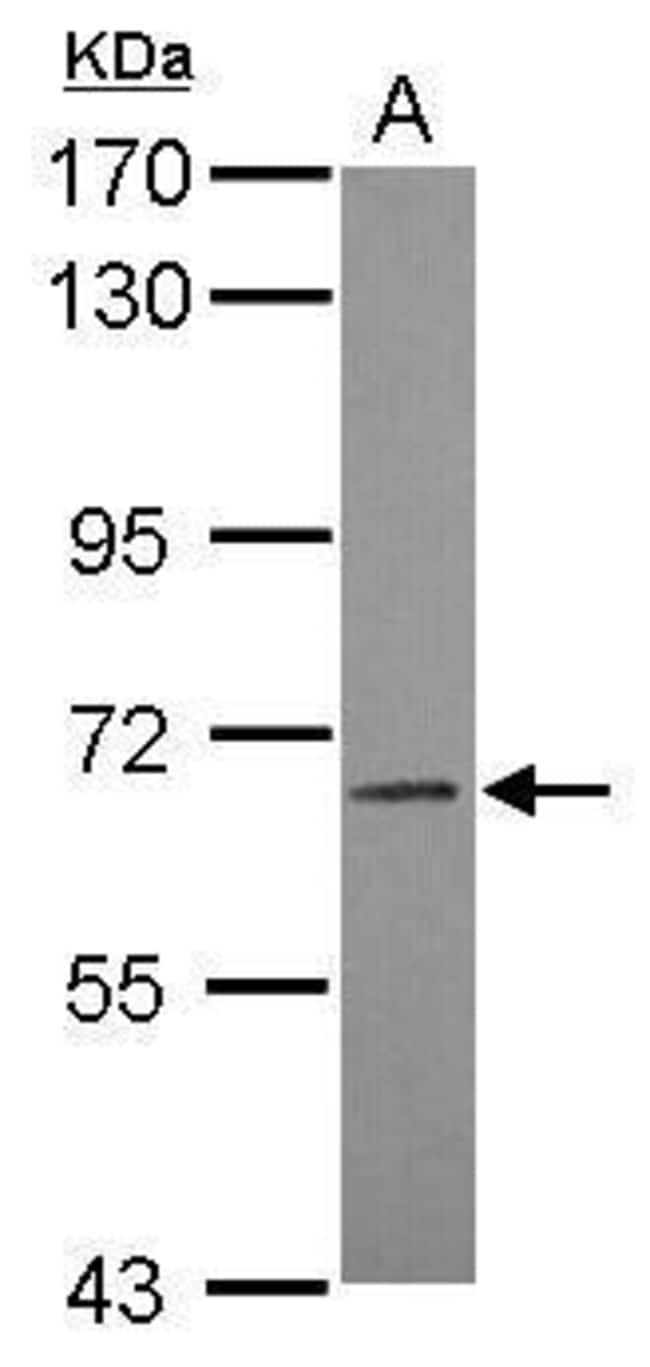 100uL Polyclonal antibody, LILRB3, host