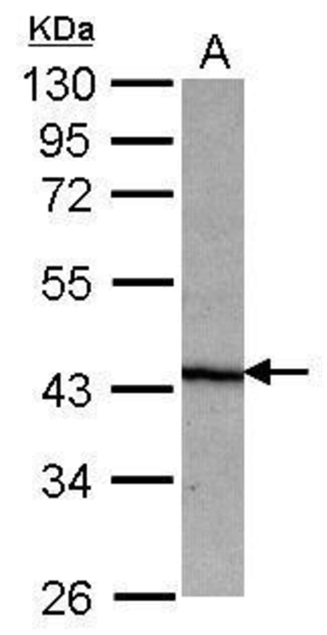 100uL Polyclonal antibody, NO66, host ra
