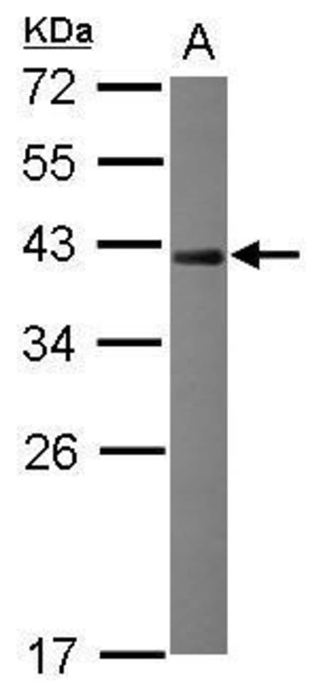100uL Polyclonal antibody, NRBF2, host r
