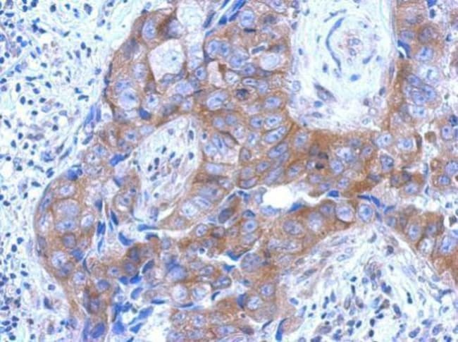 100uL Polyclonal antibody, brevican, hos