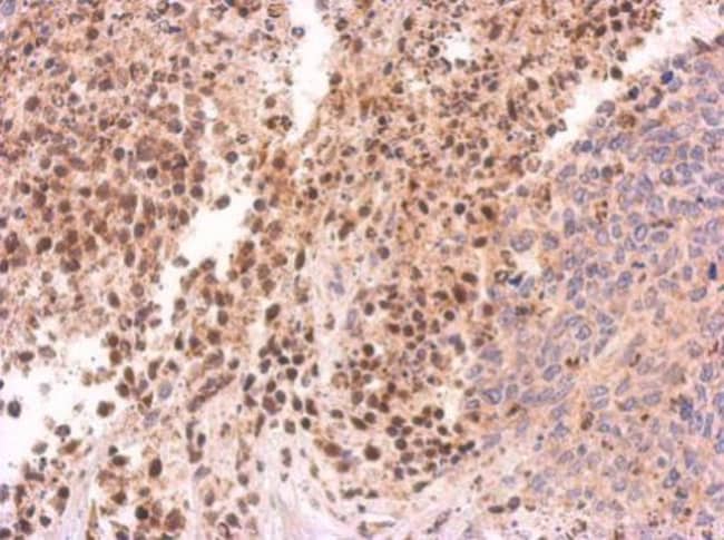 100uL Polyclonal antibody, PIWIL4, host