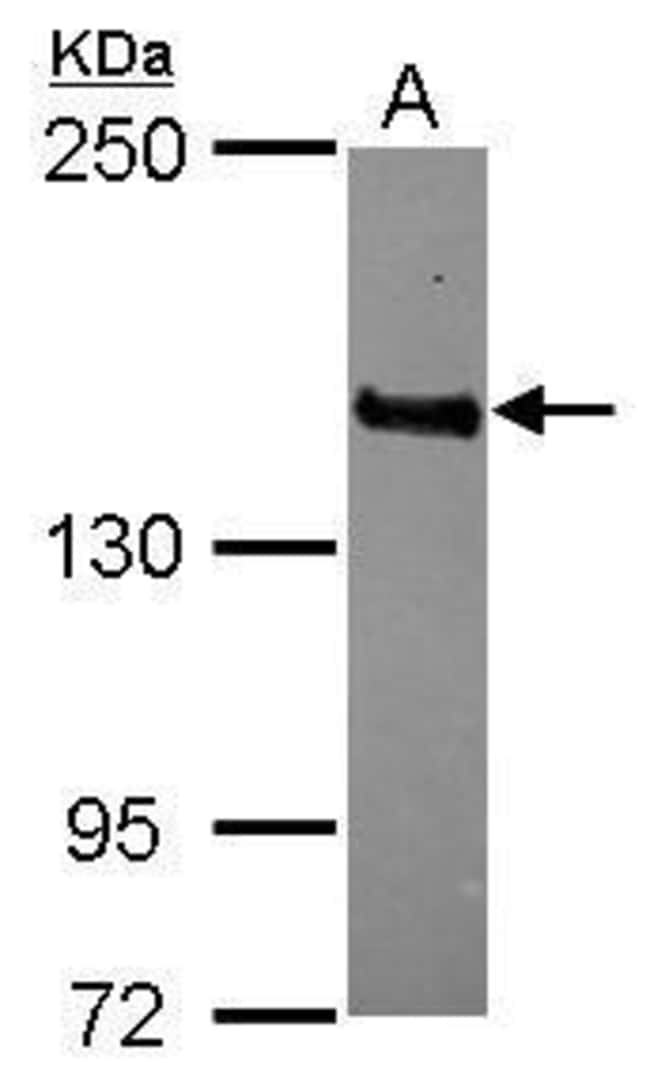 100uL Polyclonal antibody, MAGI3, host r