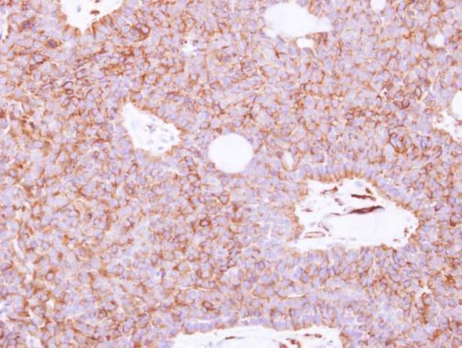 100uL Polyclonal antibody, siglec12, hos