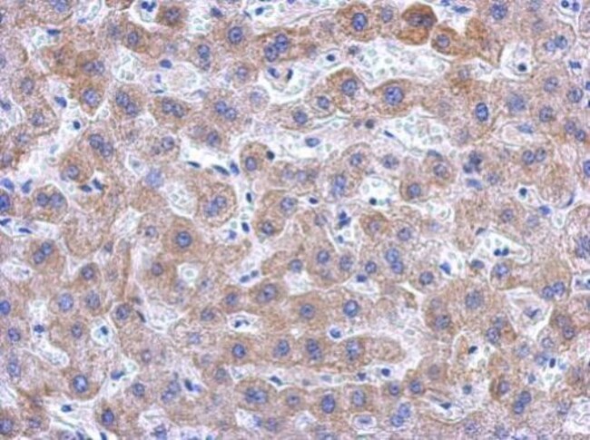 100uL Polyclonal antibody, KIR2DS2, host