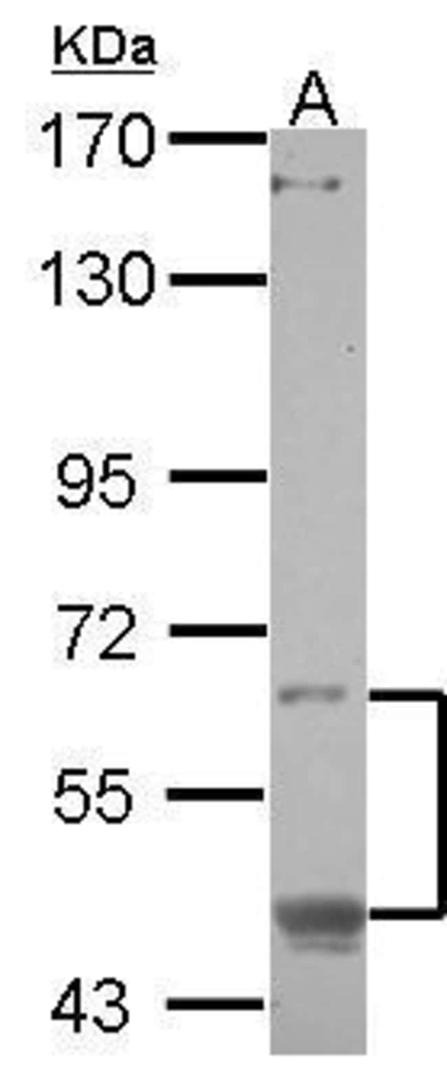 100uL Polyclonal antibody, creB3L1, host