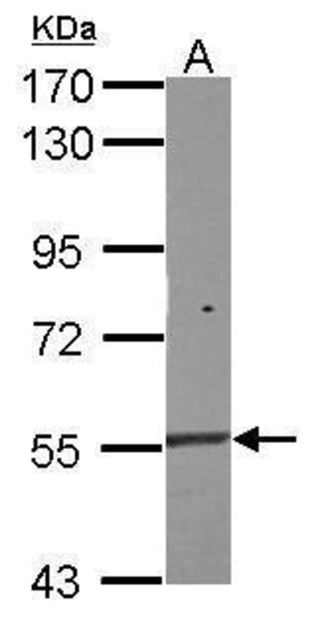 100uL Polyclonal antibody, Nac1, host ra