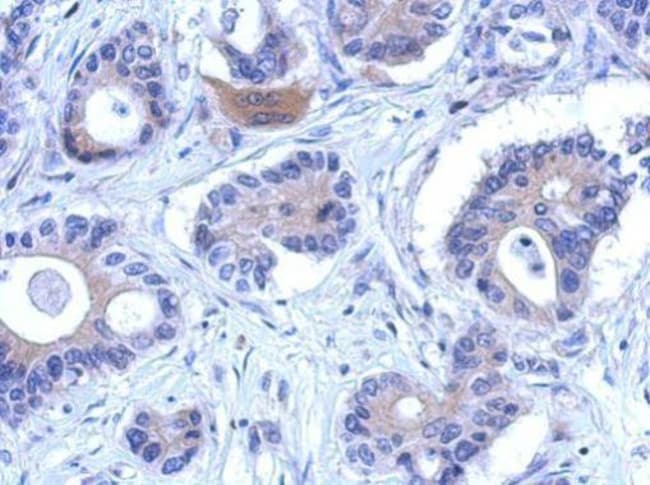 100uL Polyclonal antibody, ENOSF1, host