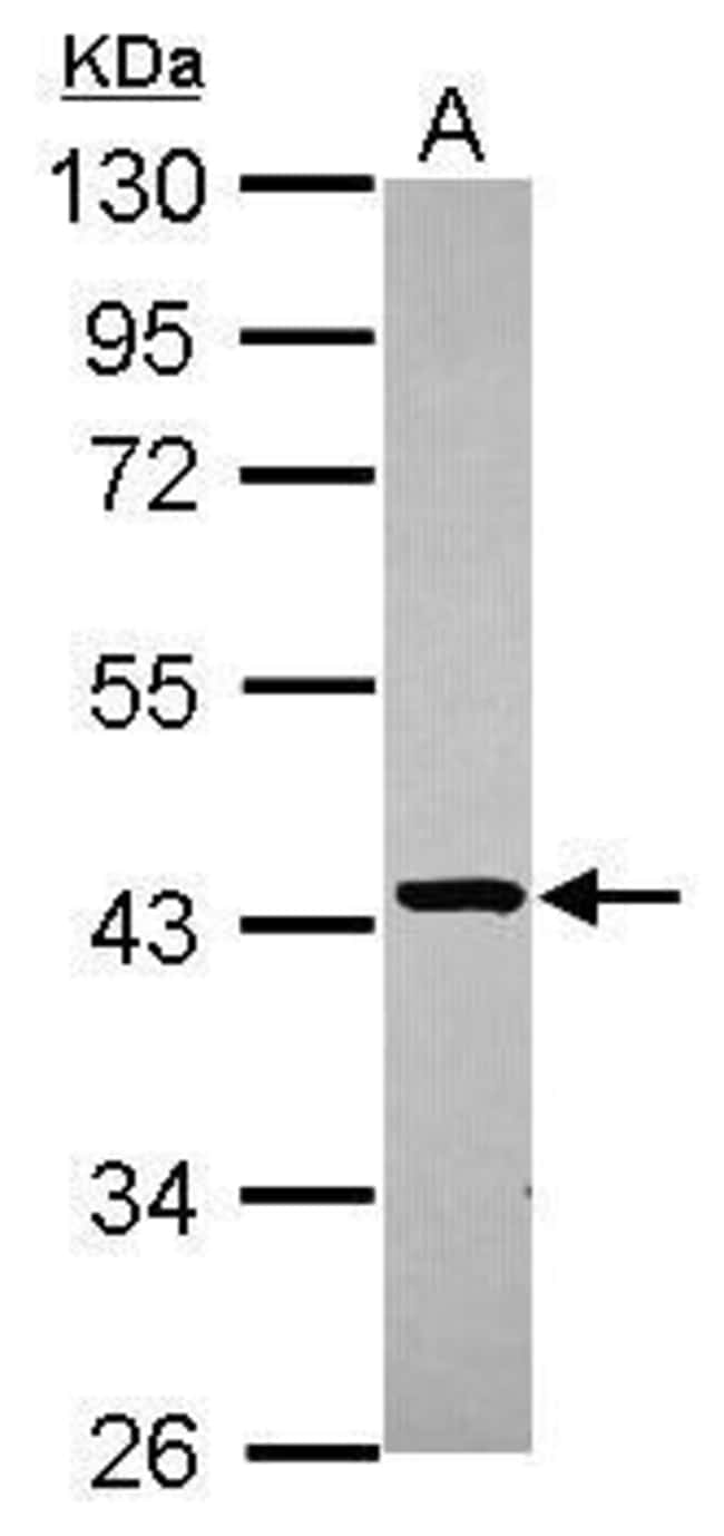 100uL Polyclonal antibody, STBD1, host r