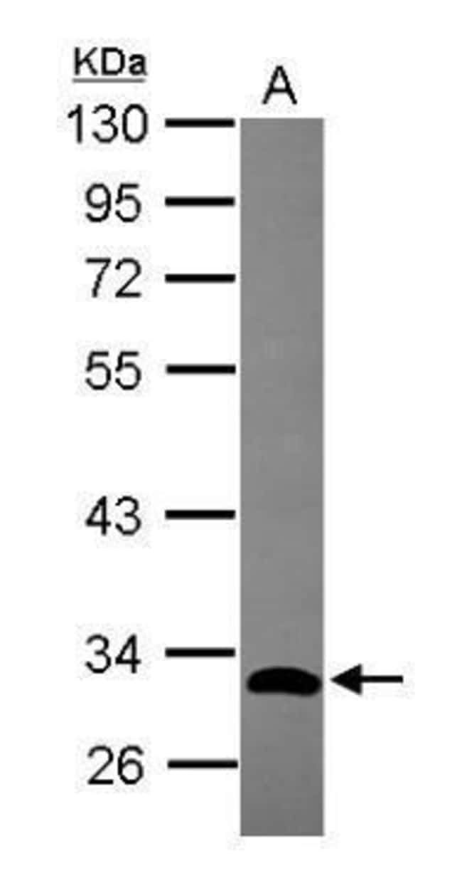 100uL Polyclonal antibody, GIMAP5, host
