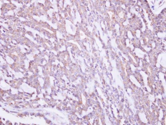 100uL Polyclonal antibody, MRPS10, host