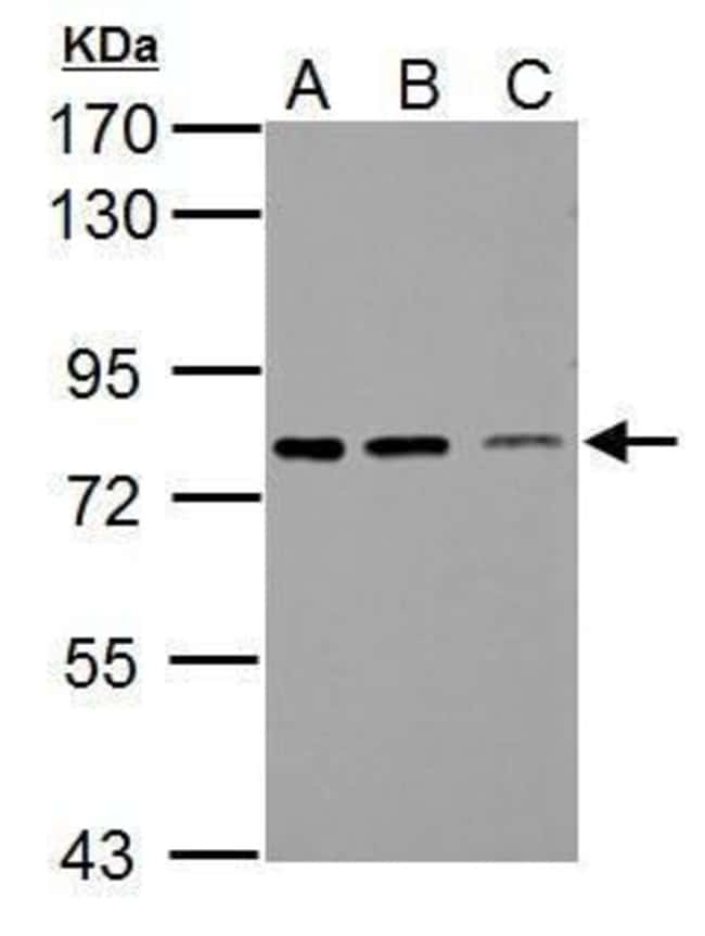 100uL Polyclonal antibody, SSX2IP, host