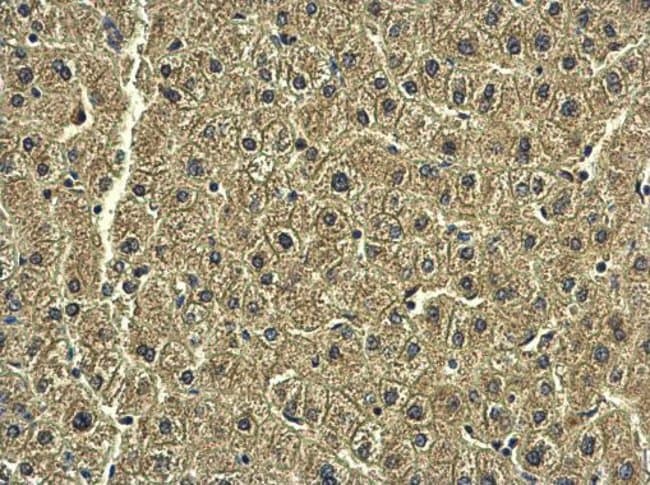 100uL Polyclonal antibody, RAB20, host r