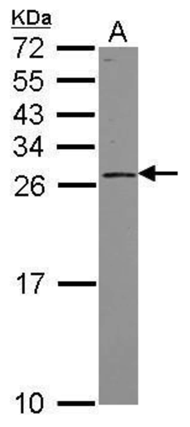 100uL Polyclonal antibody, PSF3, host ra