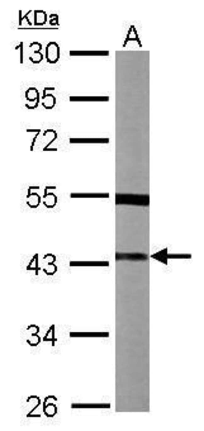 100uL Polyclonal antibody, SPSB3, host r