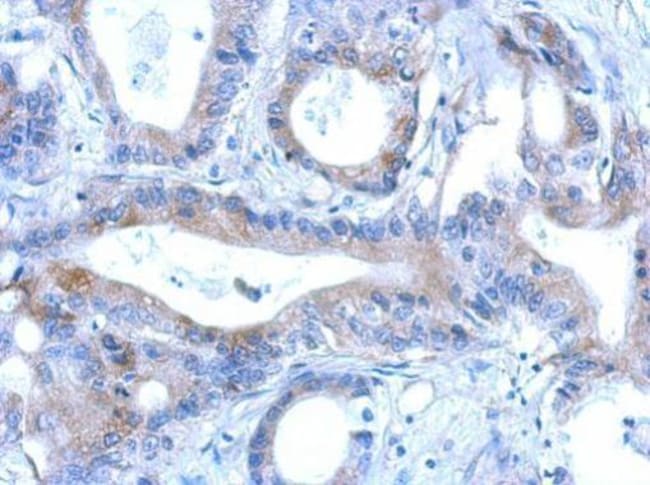 100uL Polyclonal antibody, RNF166, host