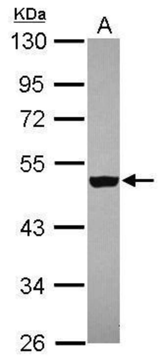 100uL Polyclonal antibody, ZNF584, host