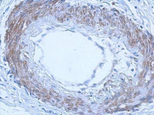 100uL Polyclonal antibody, RGL4, host ra