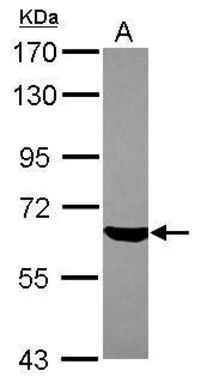 100uL Polyclonal antibody, ZNF307, host