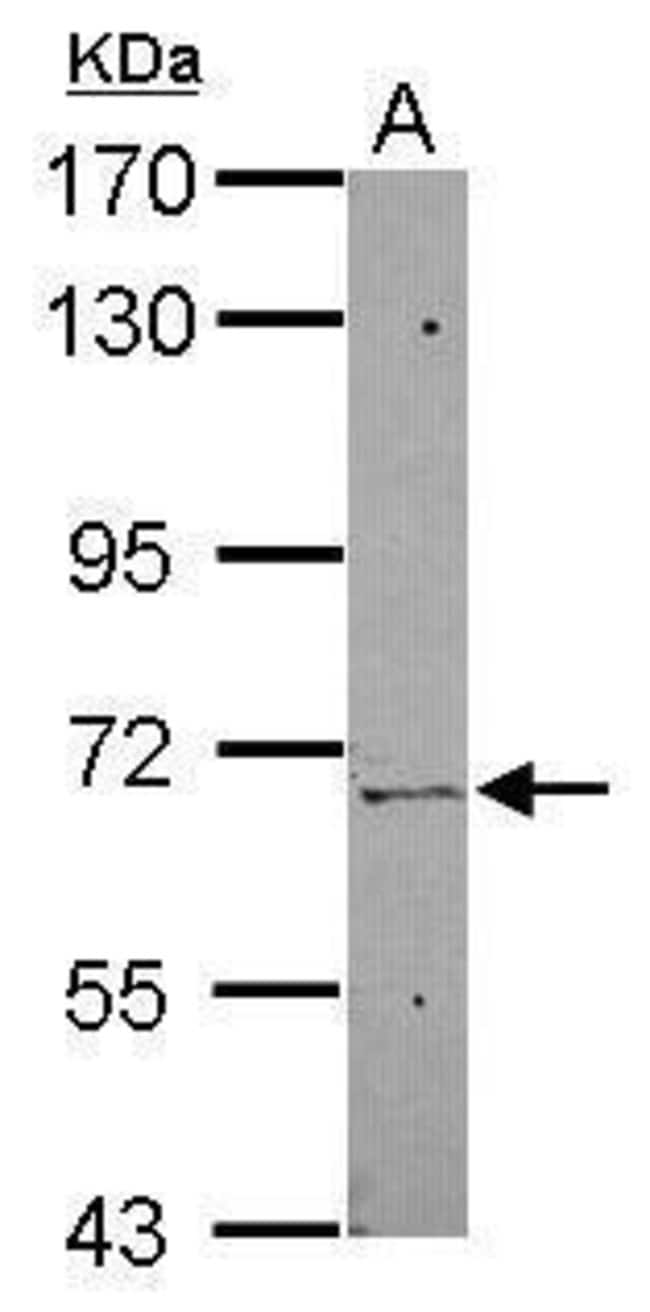 100uL Polyclonal antibody, ZNF319, host