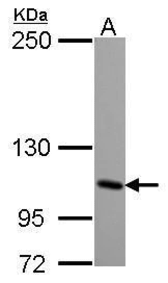 100uL Polyclonal antibody, KA1, host rab