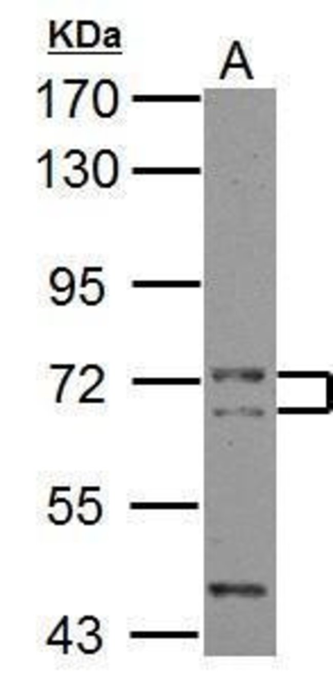 100uL Polyclonal antibody, CALM, host ra