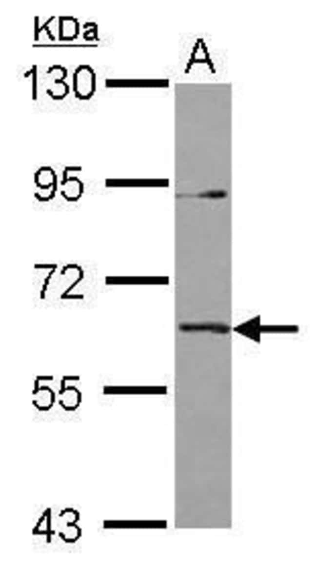100uL Polyclonal antibody, IL1RL2, host