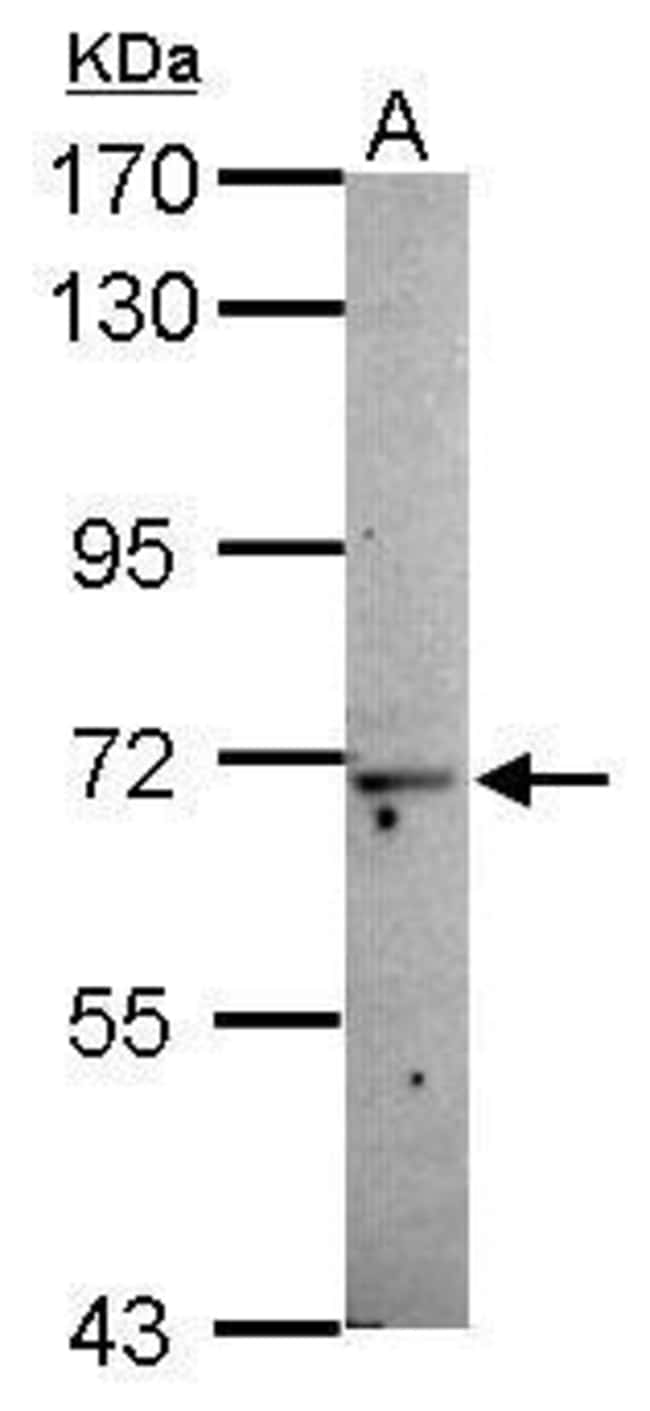 100uL Polyclonal antibody, MOXD1, host r