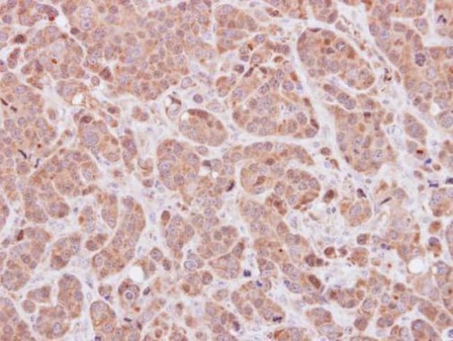 100uL Polyclonal antibody, MOXD1, host r