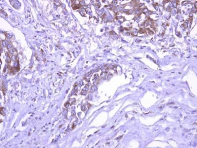 100uL Polyclonal antibody, SEC3, host ra