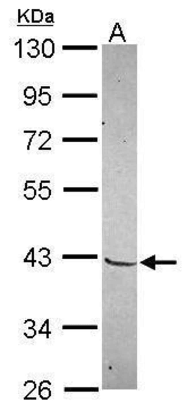 100uL Polyclonal antibody, MKX, host rab
