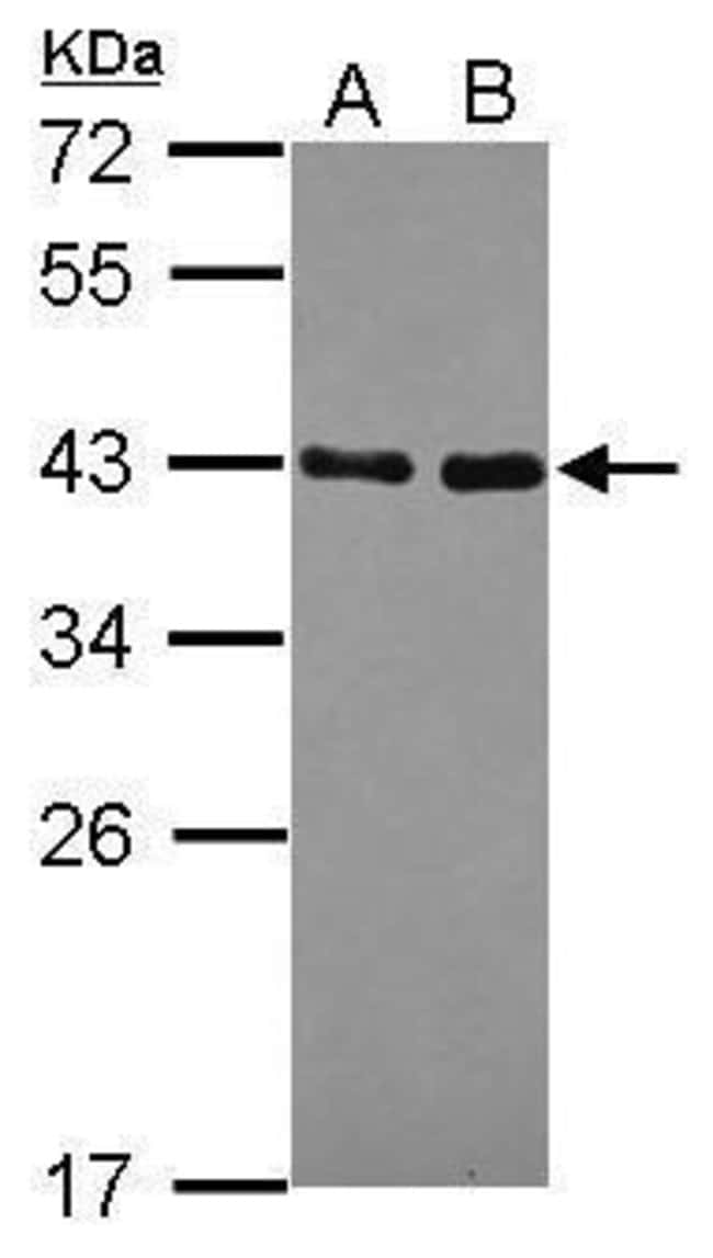 100uL Polyclonal antibody, NRBF2, host r