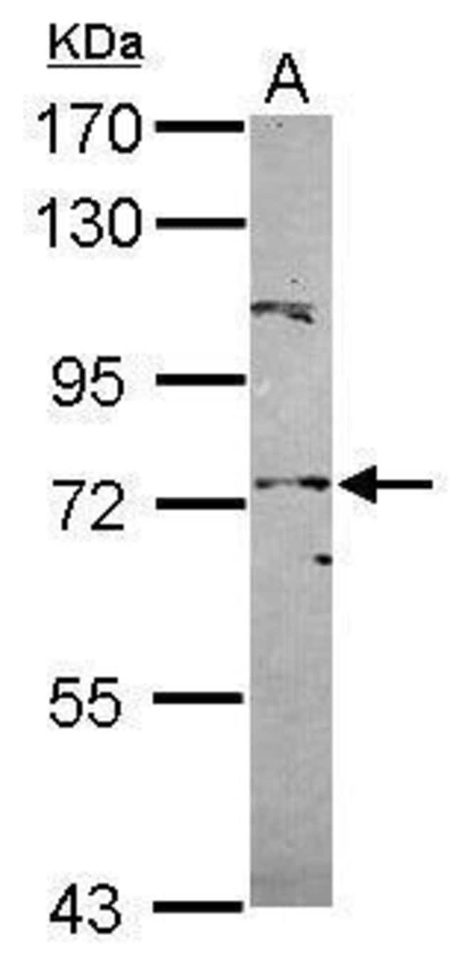 100uL Polyclonal antibody, POT1, host ra
