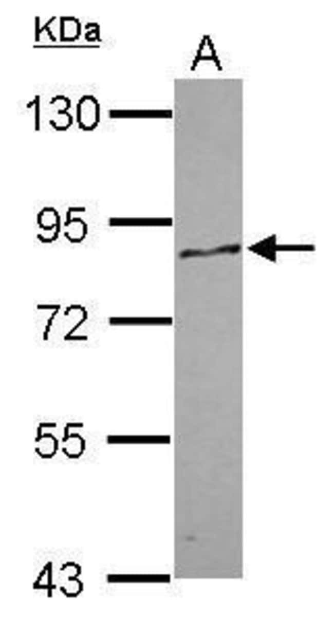 100uL Polyclonal antibody, PCDHA12, host