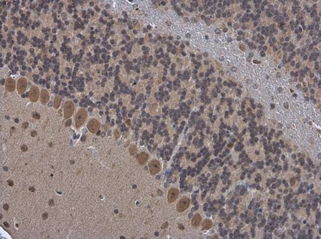 100uL Polyclonal antibody, OGFOD1, host