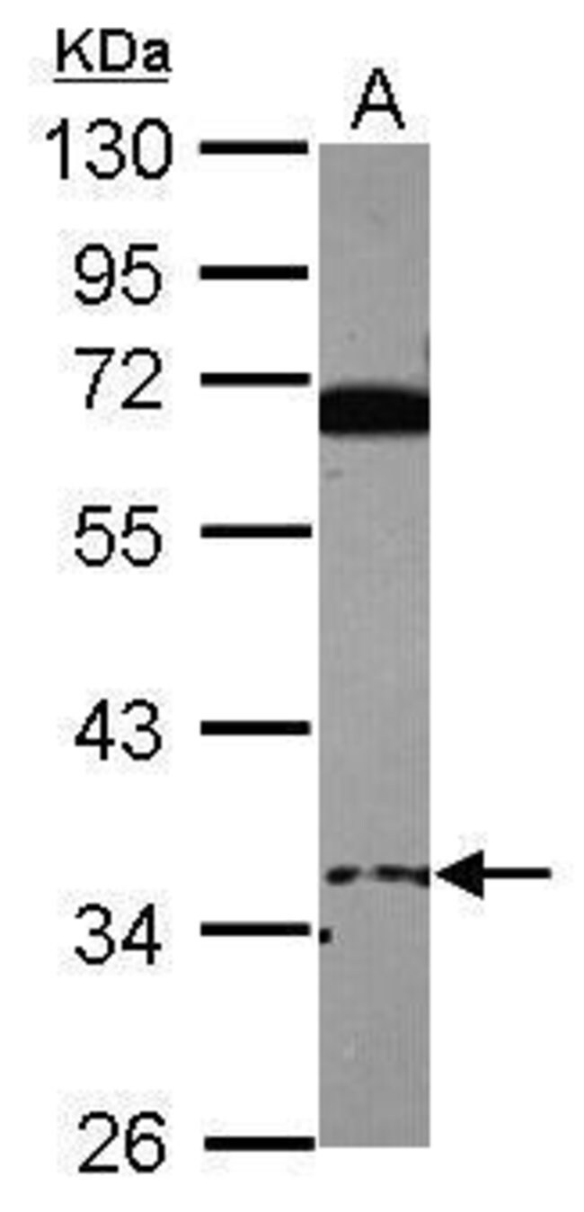 100uL Polyclonal antibody, EID3, host ra