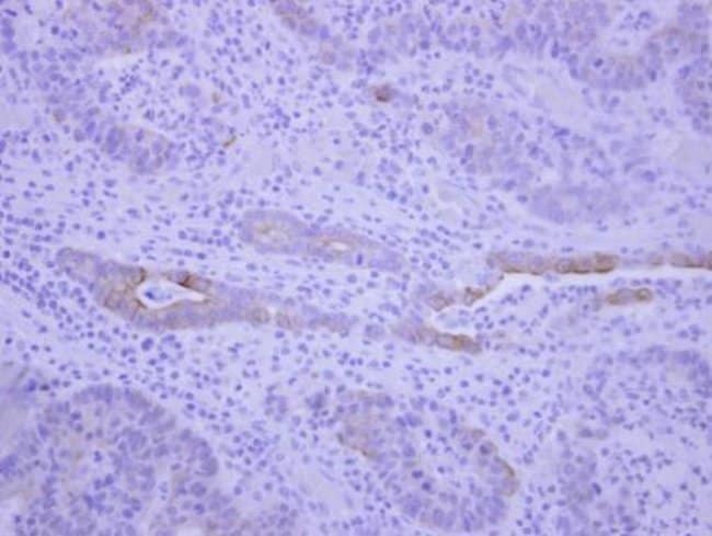 100uL Polyclonal antibody, BEGAIN, host
