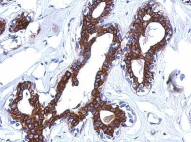 100uL Polyclonal antibody, AGBL4, host r