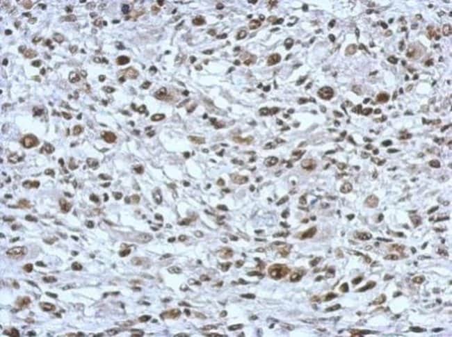 100uL Polyclonal antibody, THAP11, host
