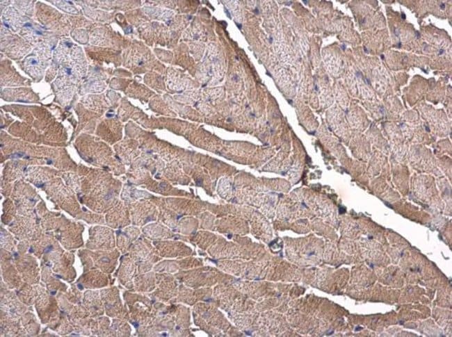 100uL Polyclonal antibody, olfactomedin-