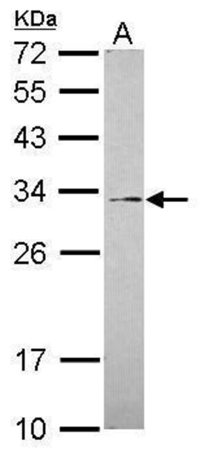 100uL Polyclonal antibody, GALNT12, host